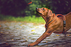 Rhodesian Ridgeback