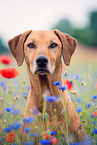 Rhodesian Ridgeback Portrait