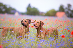 2 Rhodesian Ridgebacks