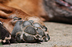 Rhodesian Ridgeback Pfote