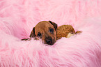 Rhodesian Ridgeback Welpe