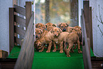 Rhodesian Ridgeback Welpen