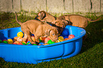 Rhodesian Ridgeback Welpen