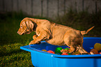 Rhodesian Ridgeback Welpe