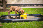 Rhodesian Ridgeback Welpe