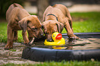 Rhodesian Ridgeback Welpen