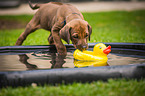 Rhodesian Ridgeback Welpe