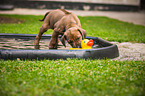 Rhodesian Ridgeback Welpe