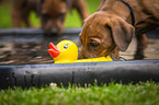 Rhodesian Ridgeback Welpe