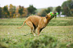 spielender Rhodesian Ridgeback