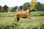 spielender Rhodesian Ridgeback