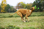 spielender Rhodesian Ridgeback