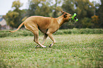 spielender Rhodesian Ridgeback