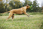 spielender Rhodesian Ridgeback