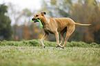 spielender Rhodesian Ridgeback