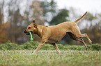 spielender Rhodesian Ridgeback