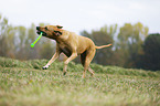 spielender Rhodesian Ridgeback