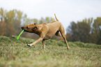 spielender Rhodesian Ridgeback