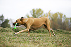 spielender Rhodesian Ridgeback