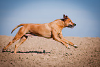 rennender Rhodesian Ridgeback