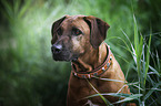 Rhodesian Ridgeback