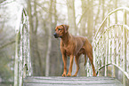 stehender Rhodesian RIdgeback