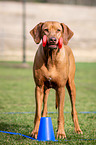 Rhodesian Ridgeback