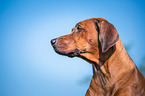 Rhodesian Ridgeback Portrait