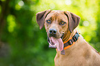 Rhodesian Ridgeback Portrait