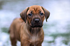 Rhodesian Ridgeback Welpe