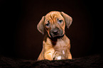 Rhodesian Ridgeback Welpe