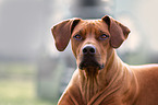 Rhodesian Ridgeback Portrait