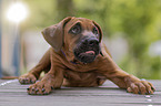 liegender Rhodesian Ridgeback