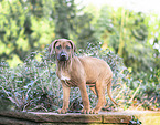 stehender Rhodesian Ridgeback