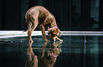 stehender Rhodesian Ridgeback