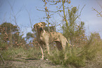 stehender Rhodesian Ridgeback