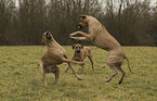 spielende Rhodesian Ridgebacks