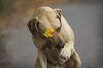 sitzender Rhodesian Ridgeback