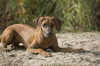 liegender Rhodesian Ridgeback