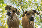 Rhodesian Ridgebacks Portrait