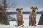 sitzende Rhodesian Ridgebacks