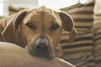 liegender Rhodesian Ridgeback