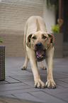 stehender Rhodesian Ridgeback