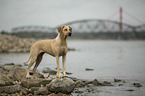 stehender Rhodesian Ridgeback