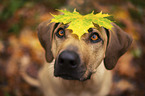 Rhodesian Ridgeback Portrait