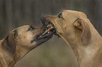 spielende Rhodesian Ridgebacks