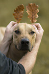 Rhodesian Ridgeback mit Mann