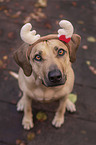 sitzender Rhodesian Ridgeback