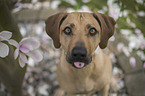 sitzender Rhodesian Ridgeback