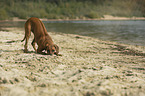 stehender Rhodesian Ridgeback